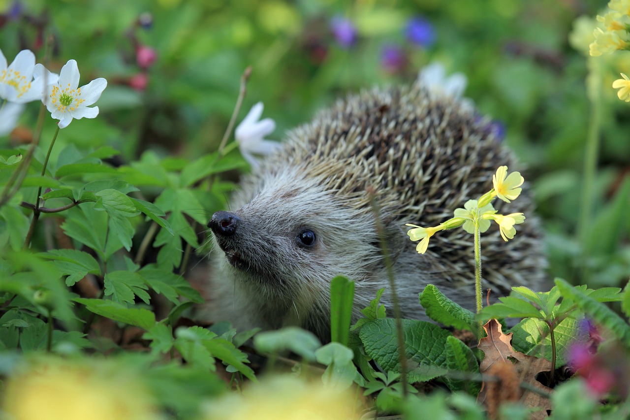 Backyard Biodiversity: Creating a Wildlife-Friendly Garden